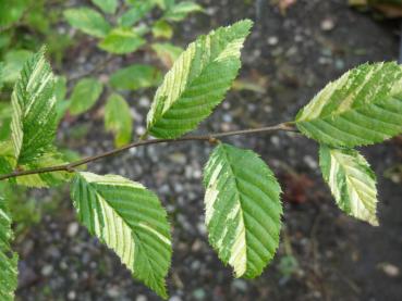 Carpinus betulus Variegata - Hainbuche, Gelbbunte