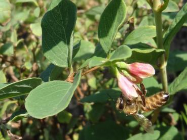 Symphoricarpos Arvid - Schneebeere Arvid