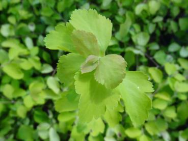 Prachtspiere Gold Fountain - Spiraea vanhouttei Gold Fountain