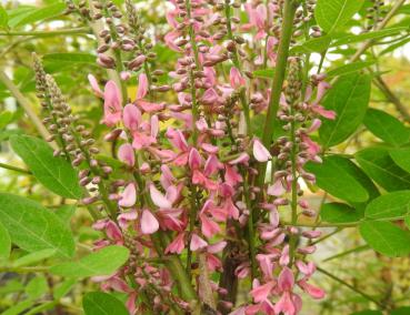 Indigostrauch, Chinesischer Indigo - Indigofera amblyantha