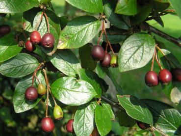 Häckoxbär - Cotoneaster acutifolius