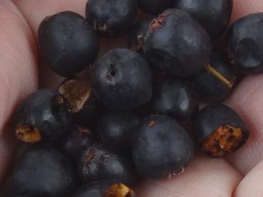 Früchte von Cotoneaster acutifolius