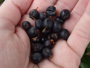 Früchte von Cotoneaster acutifolius, geerntet Mitte September
