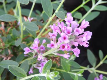 Sommerflieder Unique - Buddleja alternifolia Unique