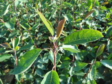 Amelanchier laevis Snowflake - Felsenbirne Snowflake