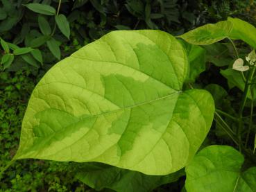 Catalpa bignonioides Variegata - Gelbbunter Trompetenbaum