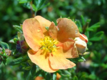 Potentilla fruticosa Sunset - Potentilla Sunset