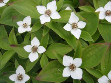 Kanadischer Hartriegel, Teppich-Hartriegel - Cornus canadensis