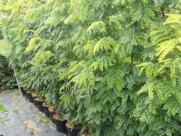 Gleditsia triacanthos Elegantissima, Blick in unser Quartier (September 2017)