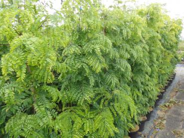 Gleditsia triacanthos Elegantissima (Quartiersfoto September 2017)