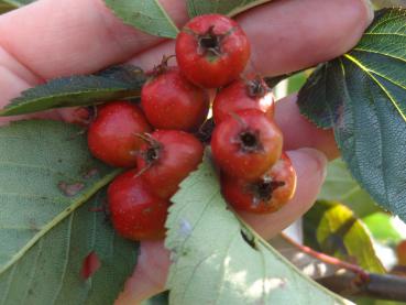 Crataegus crus-galli - Sporrhagtorn