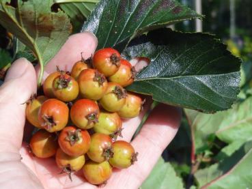 Früchte (noch nicht ganz reif) von Crataegus crus-galli