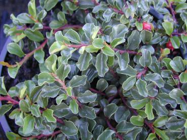 Kleine Bogenmispel - Cotoneaster adpressus