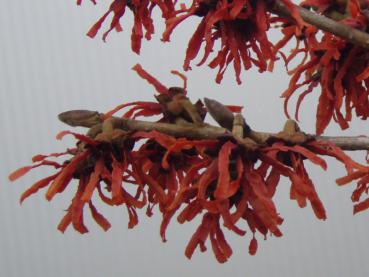 Hamamelis Rubin - Zaubernuss Rubin