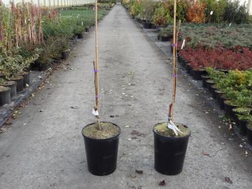 Juglans regia Lange van Lod - Walnuss Lange van Lod