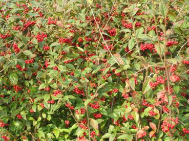 Cotoneaster bullatus