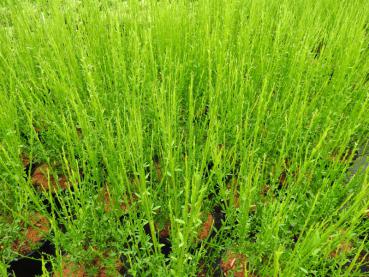 Edelginster Erlkönig - Cytisus scoparius Erlkönig