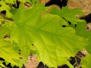 Gold-Roteiche - Quercus rubra Aurea