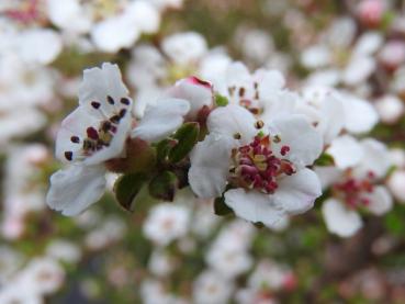 Mispel Decorus - kleine weiße Blüten