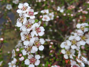 Cotoneaster conspicuus Decorus - ein weißes Blütenmeer im Mai