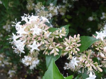 Abelia chinensis - Chinesische Abelie