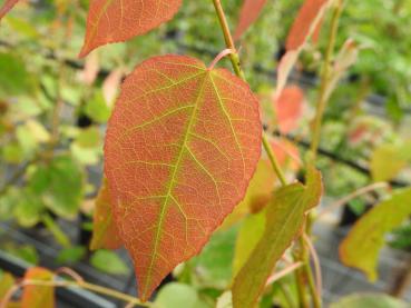 Zitterpappel Holsatia - Populus Holsatia