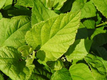 Ballhortensie Strong Annabelle® - Hydrangea arborescens Strong Annabelle®