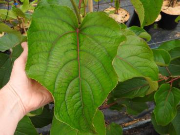 Populus lasiocarpa - Großblatt-Pappel