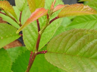 Schnee-Kirsche - Prunus gondouinii Schnee