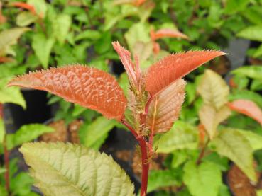 Zierkirsche Spire - Prunus hillieri Spire