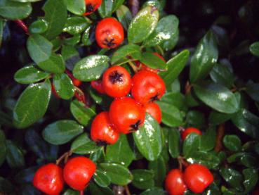 Zwergmispel Coral Beauty - Cotoneaster dammeri Coral Beauty