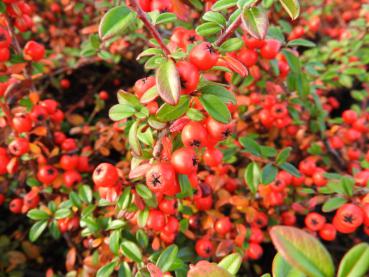 Roter Fruchtschmuck - Cotoneaster dammeri Coral Beauty