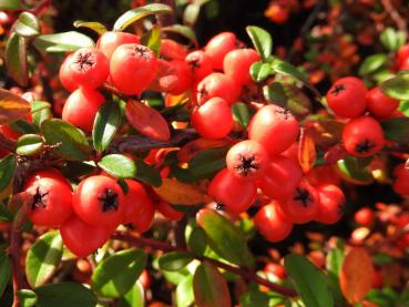 Zwergmispel Coral Beauty mit zahlreichen roten Beeren