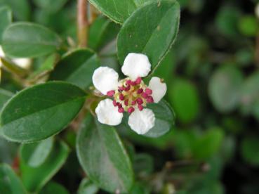 Zwergmispel Coral Beauty - weiße Blüte