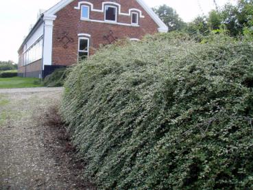 Gelungene Wallbepflanzung mit Cotoneaster dammeri Coral Beauty