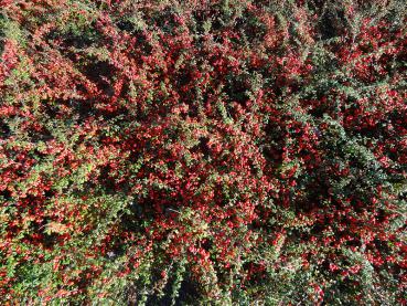 Cotoneaster dammeri Coral Beauty mit herbstlichen Fruchtschmuck