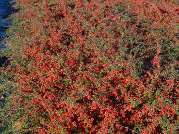 Die Zwergmispel Coral Beauty fruchtet sehr stark