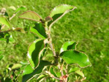 Pseudocydonia sinensis - Chinesische Quitte, Holz-Quitte