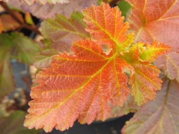 Fasanenspiere Amber Jubilee ® - Physocarpus opulifolius Amber Jubilee ®