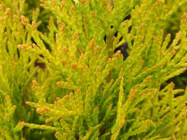 Thuja occidentalis Golden Smaragd® - Lebensbaum Golden Smaragd®