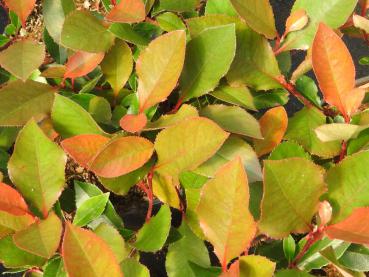 Rote Glanzmispel Little Red Robin - Photinia fraseri Little Red Robin