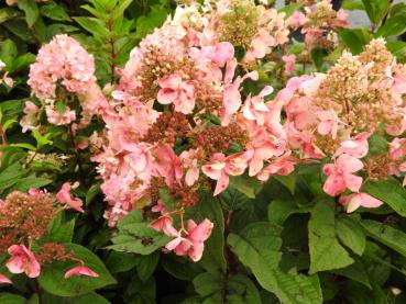 Hydrangea paniculata Wim's Red® - Rispenhortensie Wim's Red®