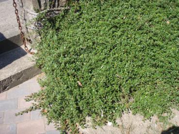 Vorzüglicher Bodendecker: Cotoneaster dammeri Eichholz