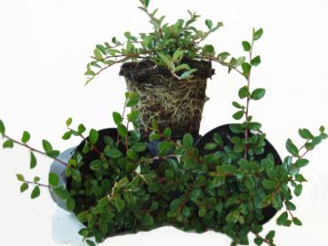 Krypoxbär Eichholz, Cotoneaster dammeri Eichholz