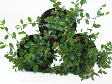 Krypoxbär Eichholz, Cotoneaster dammeri Eichholz