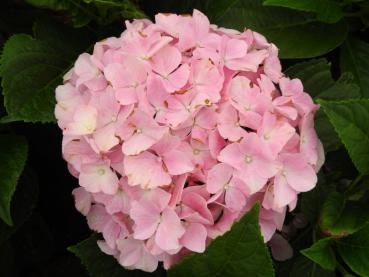 Bauernhortensie Belle Seduction® - Hydrangea macrophylla Belle Seduction®