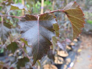 Blutbirke Royal Frost - Betula pendula Royal Frost