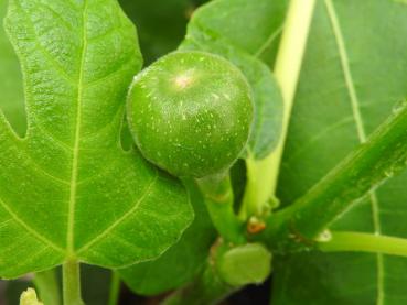 Feige Firoma - Ficus carica Firoma