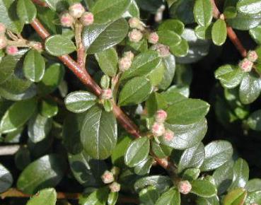 Cotoneaster dammeri Jürgl - Krypoxbär Jürgl