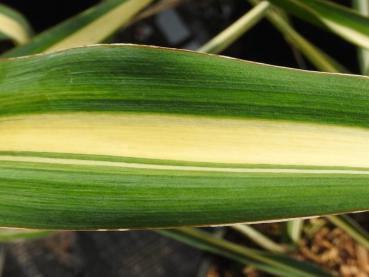 Palmlilie Gold Heart - Yucca filamentosa Gold Heart